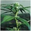 Sativa Seeds Sweet Sativa Special