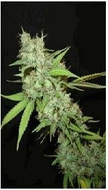 Seedism Seeds - White Skunk feminized