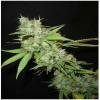 Seedism Seeds - White Skunk feminized