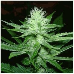 Seedism Cheese Wreck feminized