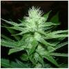 Seedism Cheese Wreck feminized