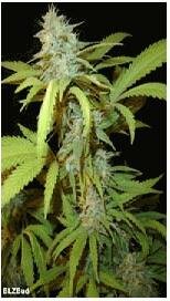 Seedism Seeds BLZ bud feminized