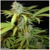 Seedism Seeds BLZ bud feminized