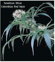 Seedsman Seeds - Colombian Red Haze