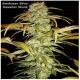 Seedsman Seeds - Hawaiian Skunk