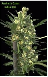 Seedsman Seeds - Indian Haze