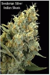 Seedsman Seeds - Indian Skunk