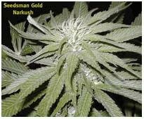 Seedsman Seeds - Narkush