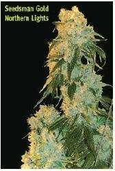 Seedsman Seeds - Northern Lights