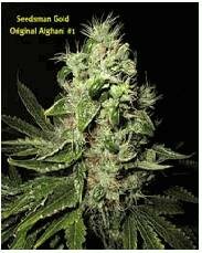 Seedsman Seeds - Afghani #1