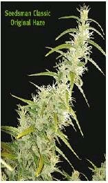 Seedsman Seeds - Original Haze