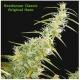 Seedsman Seeds - Original Haze