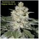 Seedsman Seeds - Original Skunk #1