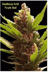 Seedsman Seeds - Purple Bud