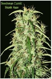 Seedsman Seeds - Skunk Haze