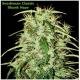 Seedsman Seeds - Skunk Haze