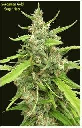 Seedsman Seeds - Sugar Haze