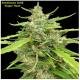 Seedsman Seeds - Sugar Haze