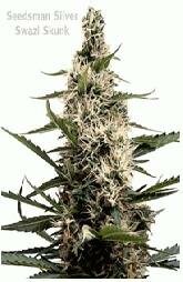 Seedsman Seeds - Swazi Skunk