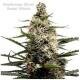 Seedsman Seeds - Swazi Skunk