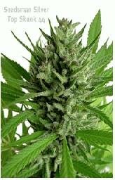 Seedsman Seeds - Top Skunk 44