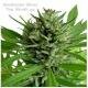 Seedsman Seeds - Top Skunk 44