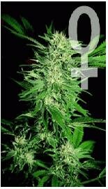 Sensi Seed Bank - Big Bud - Feminised