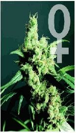 Sensi Seeds Bank - Silver Haze - Feminised