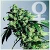 Sensi Seeds Bank - Super Skunk - Feminised