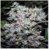 Doggies Nuts Seeds Big Bad John autoflowering