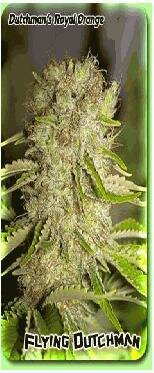 Flying Dutchman Seeds Dutchman's Royal Orange