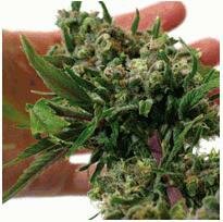 Barneys Farm Blue Cheese Feminized