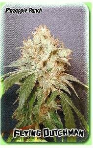 Flying Dutchman Seeds Pineapple Punch Regular