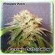 Flying Dutchman Seeds Pineapple Punch Regular