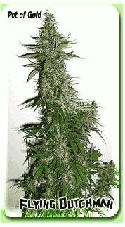 Flying Dutchman Seeds Pot of Gold Regular