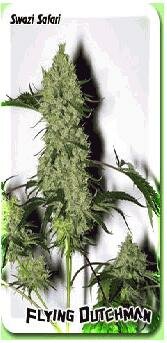 Flying Dutchman Seeds Swazi Safari Regular