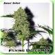 Flying Dutchman Seeds Swazi Safari Regular