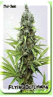 Flying Dutchman Seeds Thai-Tanic Regular