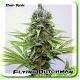 Flying Dutchman Seeds Thai-Tanic Regular