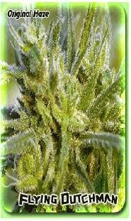 Flying Dutchman Seeds Original Haze