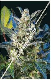 Joint Doctor seeds Diesel Ryder Feminized