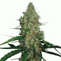 Barneys Farm G13 Haze Feminized