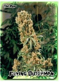 Flying Dutchman Seeds The Pure Regular