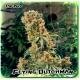 Flying Dutchman Seeds The Pure Regular