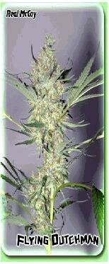 Flying Dutchman Seeds The Real McCoy Regular