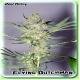 Flying Dutchman Seeds The Real McCoy Regular