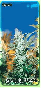 Flying Dutchman Seeds Afghanica