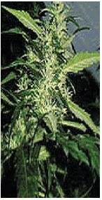 Barneys Farm-Night Shade feminized