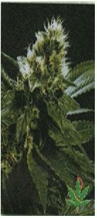 High Quality Seeds Ghandi