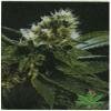 High Quality Seeds Ghandi